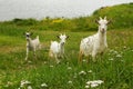 Green living three naÃÂ¯ve goat kids in the grass. Royalty Free Stock Photo